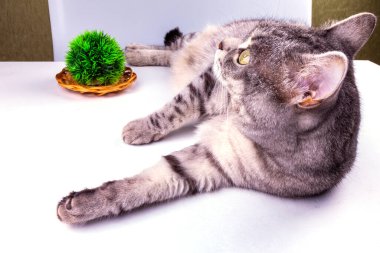 Tekirin güzel yumuşacık kedisi yalan söyler ve etrafına bakar