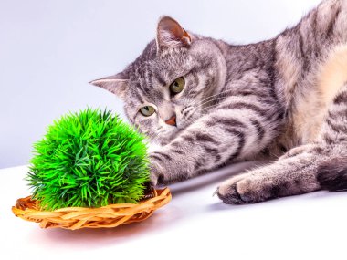 Güzel gri bir kedi dekoratif bitkilerle oynuyor.