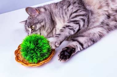 Güzel gri bir kedi dekoratif bitkilerle oynuyor.