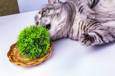 Güzel gri bir kedi dekoratif bitkilerle oynuyor.