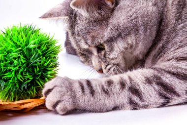 Güzel gri bir kedi dekoratif bitkilerle oynuyor.