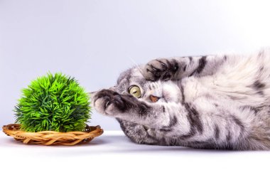 Güzel gri bir kedi dekoratif bitkilerle oynuyor.