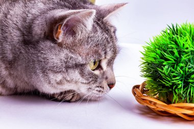 Güzel gri bir kedi dekoratif bitkilerle oynuyor.