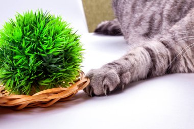 Güzel gri bir kedi dekoratif bitkilerle oynuyor.