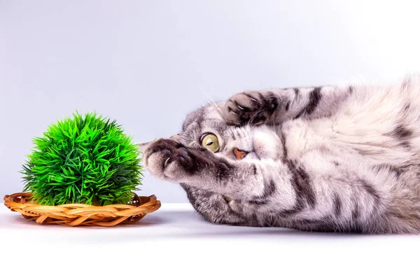 Güzel gri bir kedi dekoratif bitkilerle oynuyor.