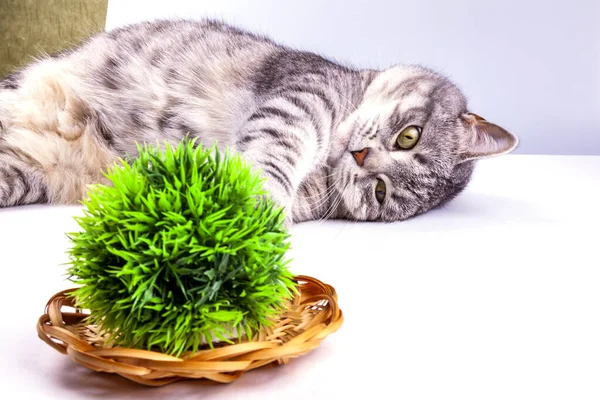 Güzel gri bir kedi dekoratif bitkilerle oynuyor.