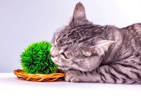 Güzel gri bir kedi dekoratif bitkilerle oynuyor.