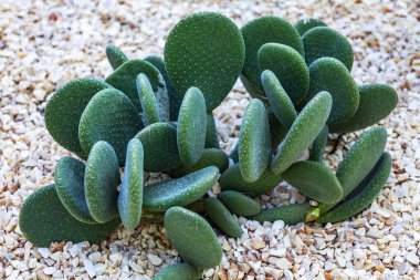 Tropikal parkta büyük bir kaktüs