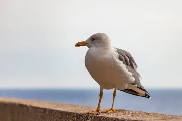 Die Meereslandschaft Möwe Sitzt Auf Einer Brüstung — Stockfoto