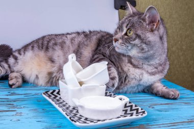 Japon mutfağı ve güzel gri kedi için tabaklar.