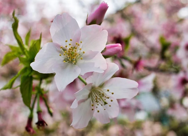 güzel sakura çiçeği yakın