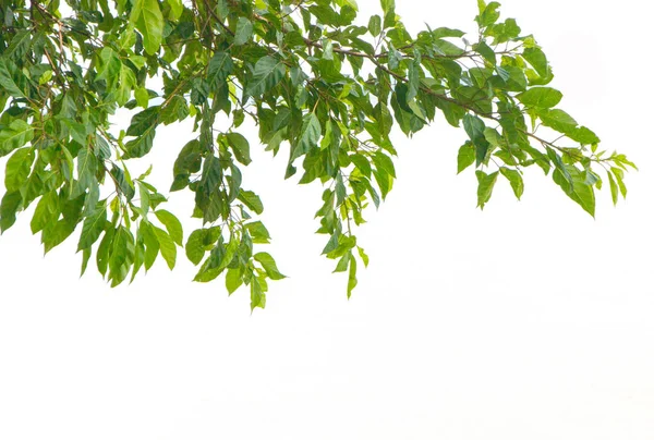 Folha Verde Sobre Fundo Isolado — Fotografia de Stock