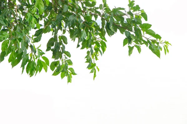 Hoja Verde Sobre Fondo Aislado — Foto de Stock