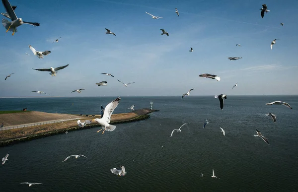 Seagull flock flying over sea — Stock Photo, Image