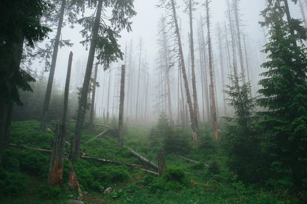 Зеленый лес в туманное утро — стоковое фото