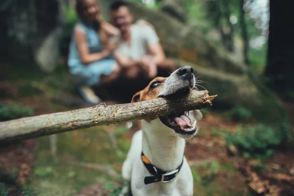 Perro sosteniendo palo de madera en la boca — Foto de Stock