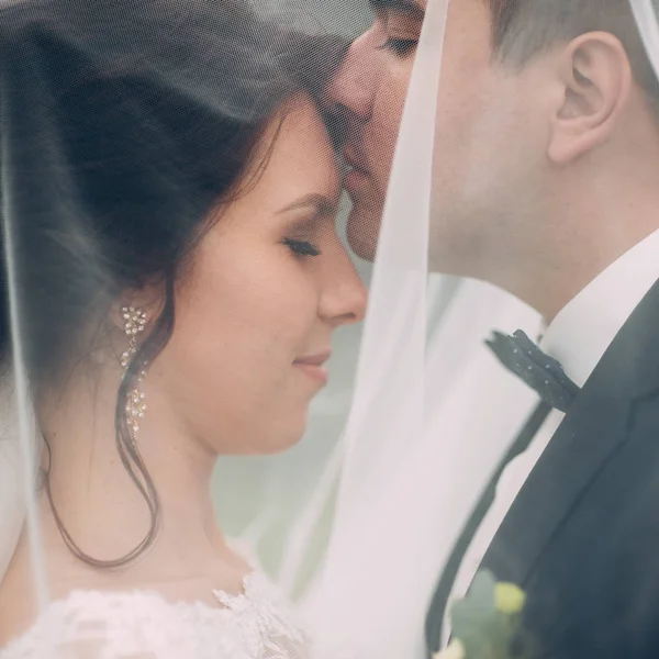 Noivo Beijando Noiva Testa Sob Véu Nupcial — Fotografia de Stock