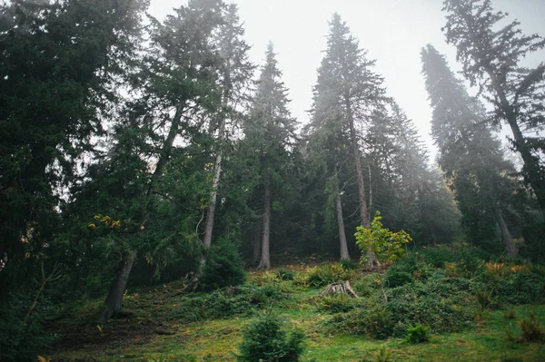 Vue Angle Bas Forêt Épinettes Par Temps Brumeux — Photo