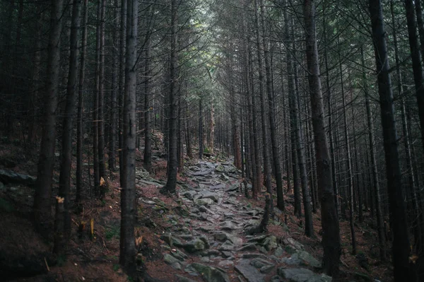 Скалистая Дорога Темных Еловых Лесах — стоковое фото