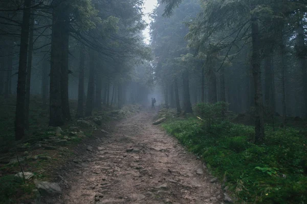 Camino Los Bosques Abeto Día Brumoso Hombre Lejos —  Fotos de Stock