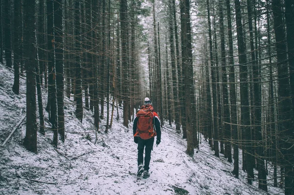 Back View Tourist Walking Snowy Forest Trees — Stock Photo, Image