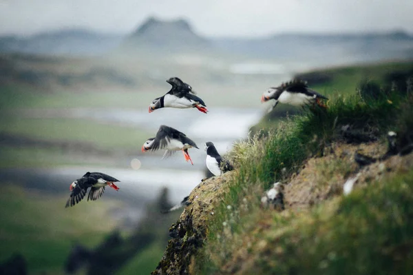 Birds Atlantic Puffin Flying Out Green Grass — Stock Photo, Image