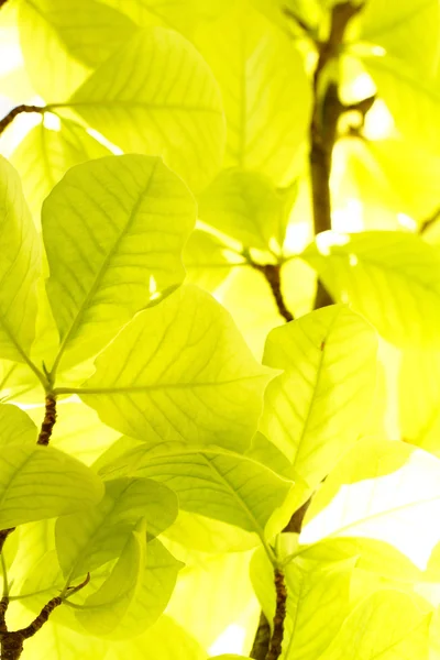 Foto de las hojas verdes en verano — Foto de Stock