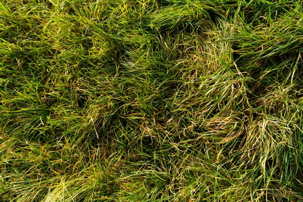 Hierba verde - foto abstracta —  Fotos de Stock