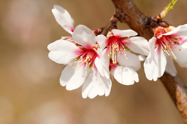 Tree flowering - macro photo — Stock Photo, Image