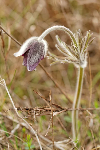 牧草地の紫のアネモネ — ストック写真