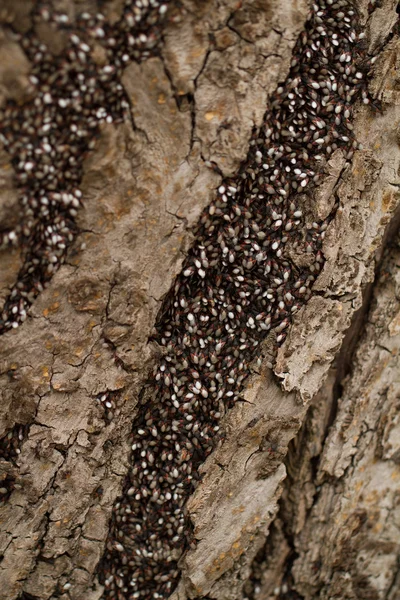 Bugs on the trunk — Stock Photo, Image