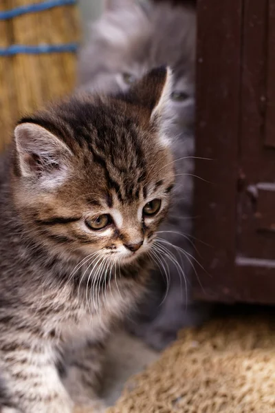 Beautiful tabby kitten — Stock Photo, Image