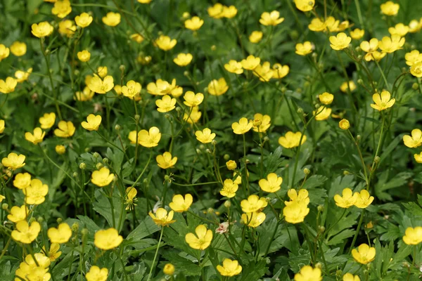 Piccolo fiore giallo - macro — Foto Stock