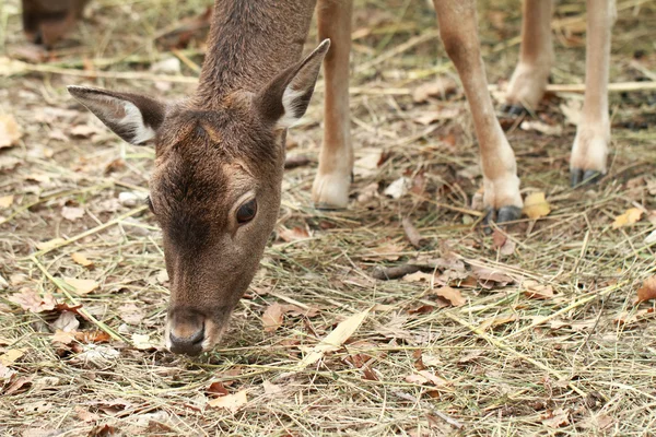 Photo of a cute deer in the zoo — Stock Photo, Image