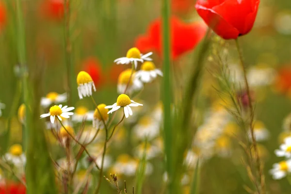 Fleurs sauvages - macro — Photo
