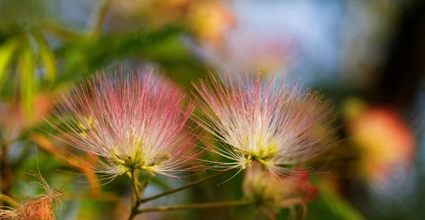 Fleurs d'acacia — Photo