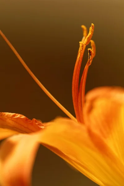 Orange lily - macro photo — Stock Photo, Image