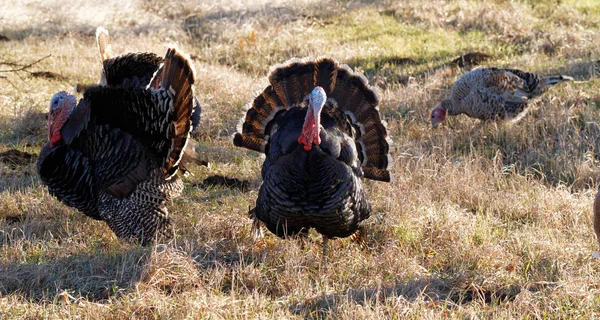 Turkey - animals photo