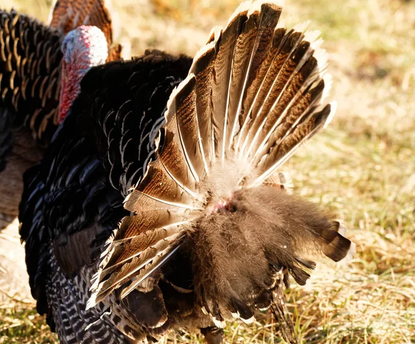 Türkiye - hayvanlar fotoğraf