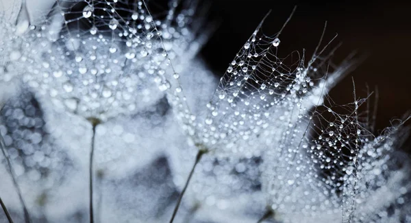 Plant zaden met waterdruppels — Stockfoto