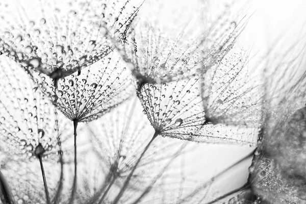 bitki tohumları ile su damlaları