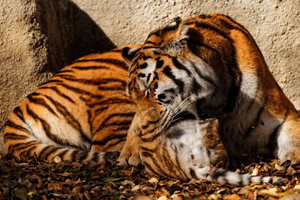 Mama tygrysa w zoo — Zdjęcie stockowe