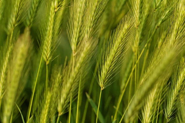 Красивые зеленые зерна — стоковое фото