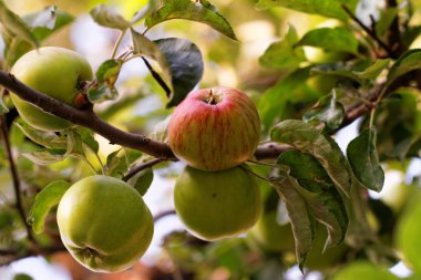 Ağaçtaki yeşil elma