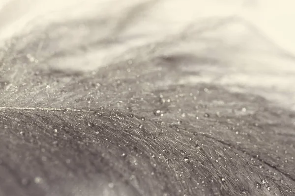 Owl feathers - macro — Stock Photo, Image