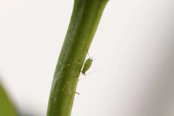 Πράσινο aphid στον το τριαντάφυλλο — Φωτογραφία Αρχείου