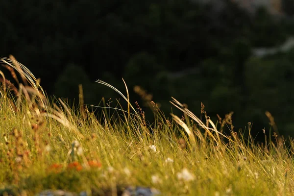 緑の草 - マクロ — ストック写真