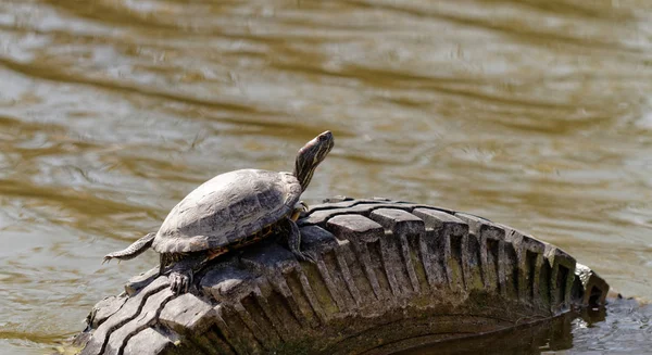 Tortue mignonne dans un étang — Photo