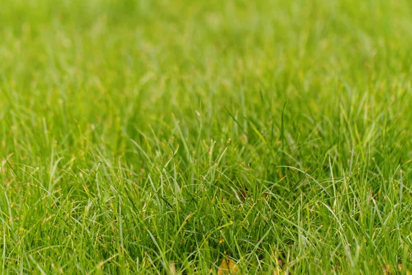 Grönt gräs - makro — Stockfoto