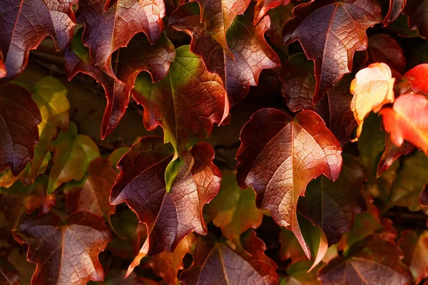 Creeping leaves - macro — Stock Photo, Image